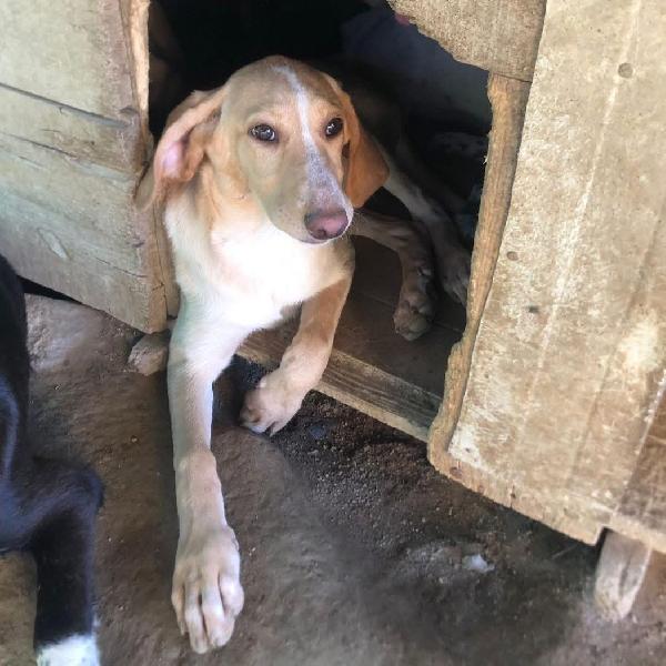 Rosy splendida giovane simil Segugio cerca casa  Foto 4